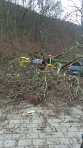 Baumbruch auf PKW